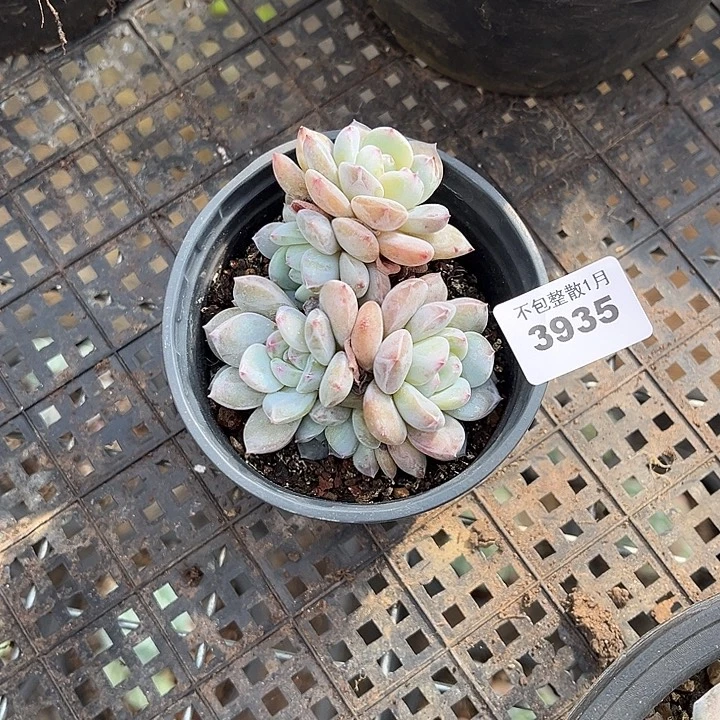 阿雅园艺。     3935梦露