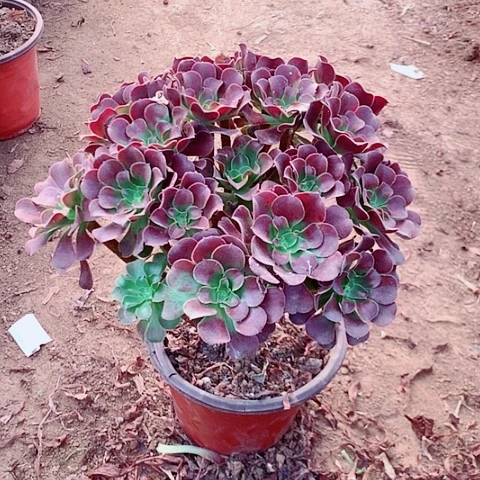 欧紫多肉植物法师30