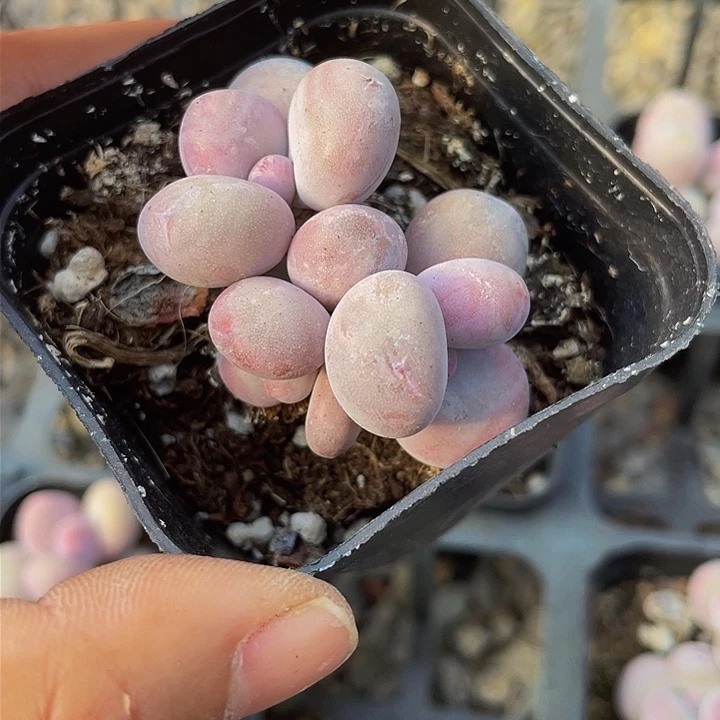 橙雪球量拍满18包邮65杯