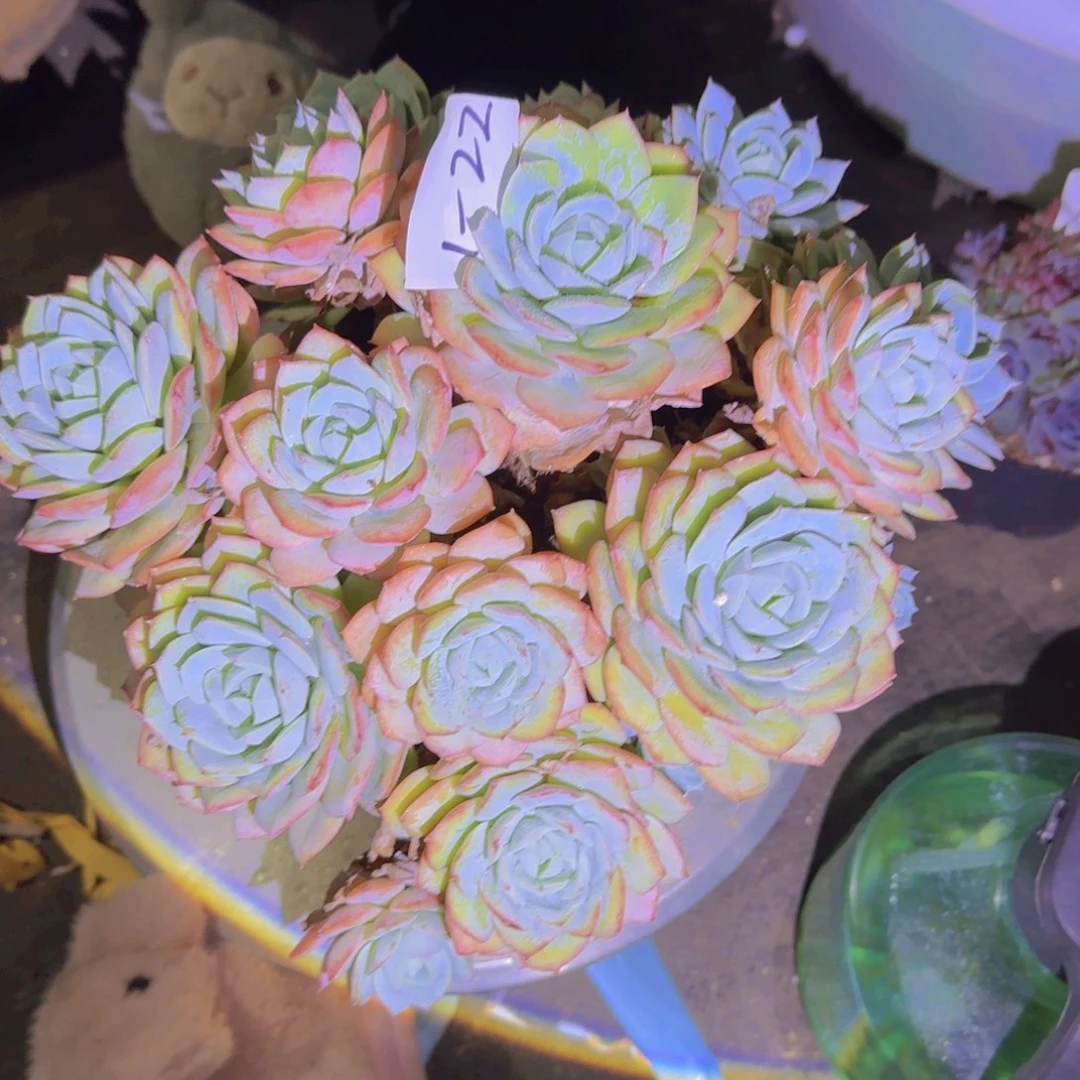 22领取多肉植物的