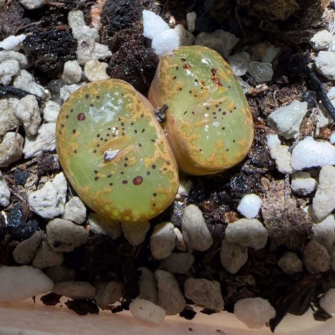 肉锥多肉植物百科-泡泡勋955