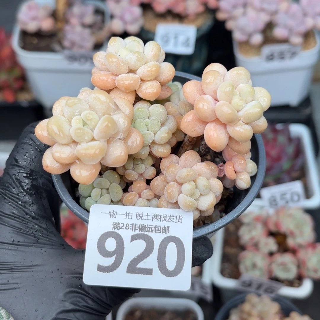 洛可可无盆土发货