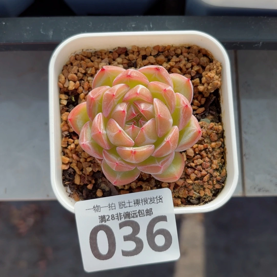 雪花珍妮单头无盆土发货