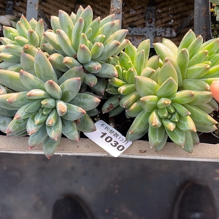 阿雅园艺。     1030两颗