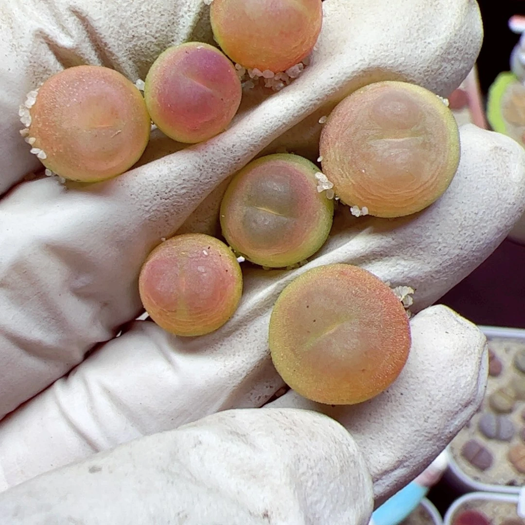 小**?116优秀的肉肉79