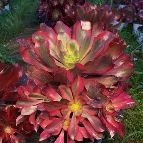 魅影捧花法师817号链接