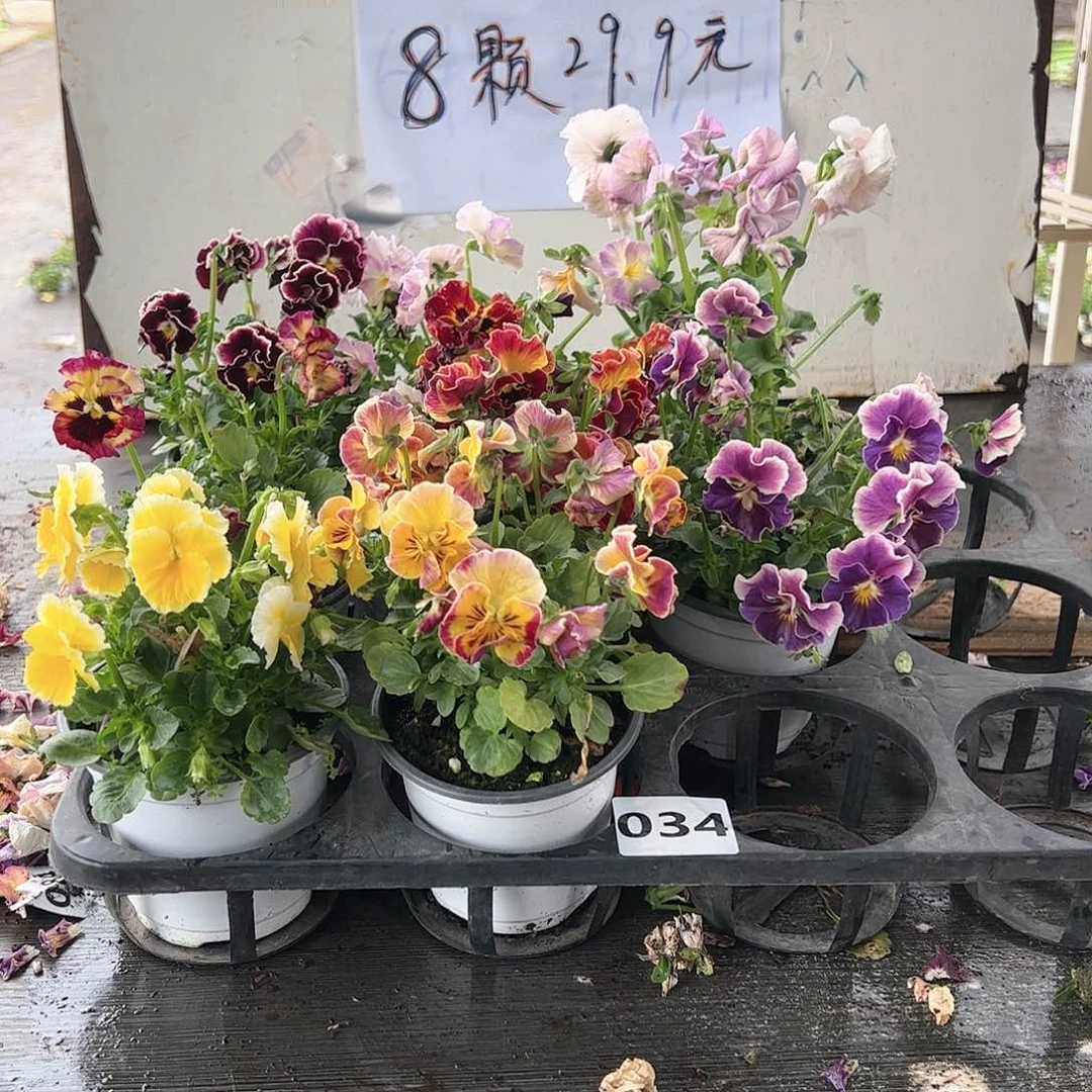 【闪购商品】034号