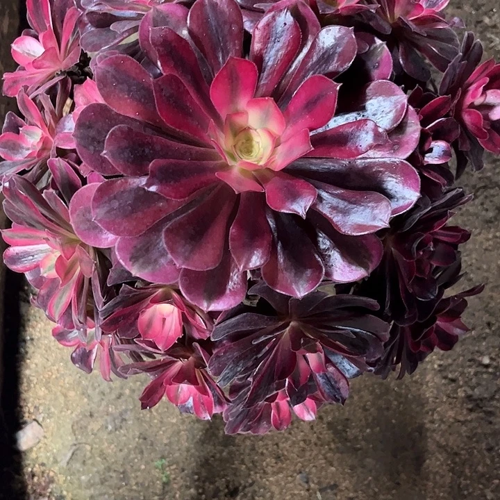 多肉植物美杜莎锦…………