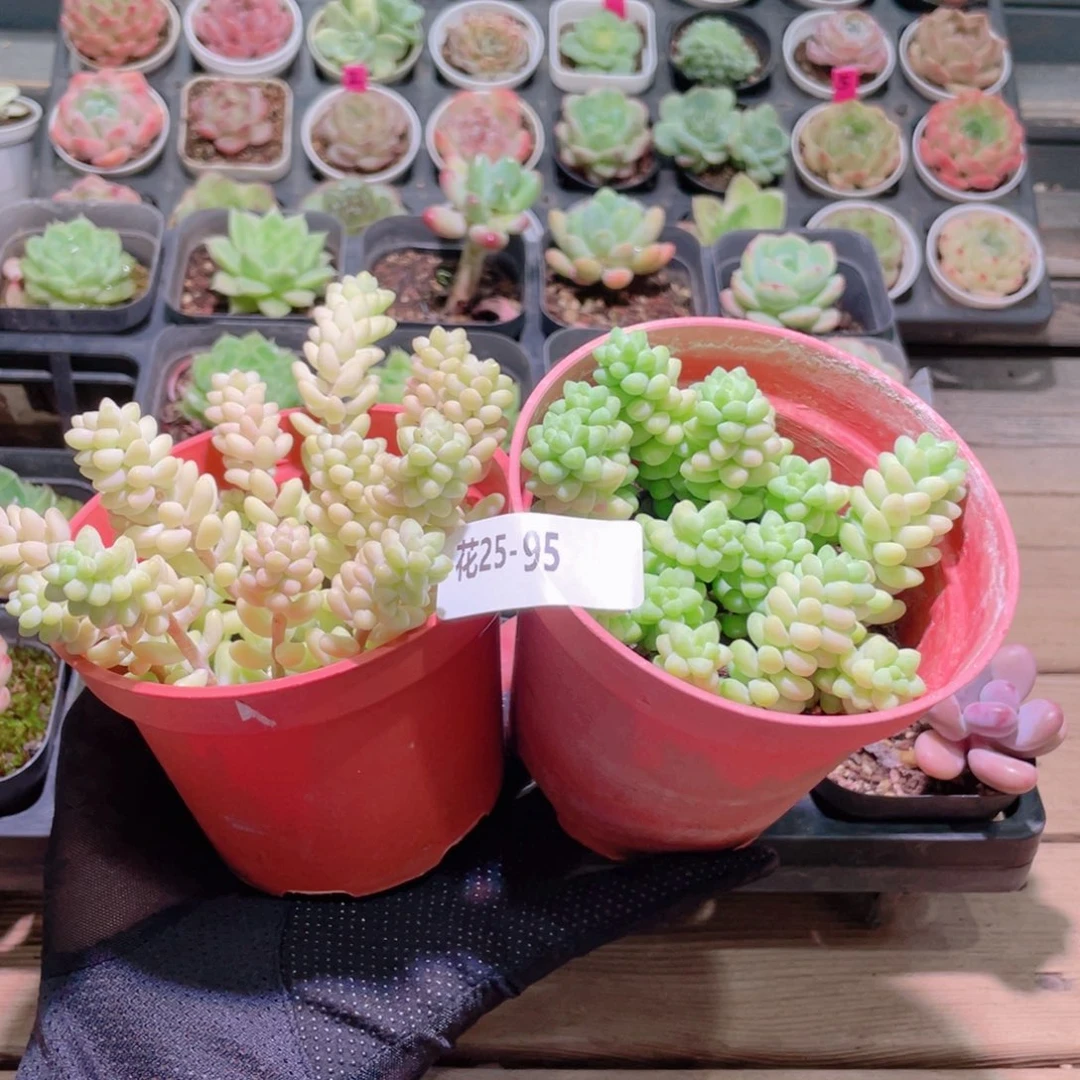花利美25-95玉坠2盆