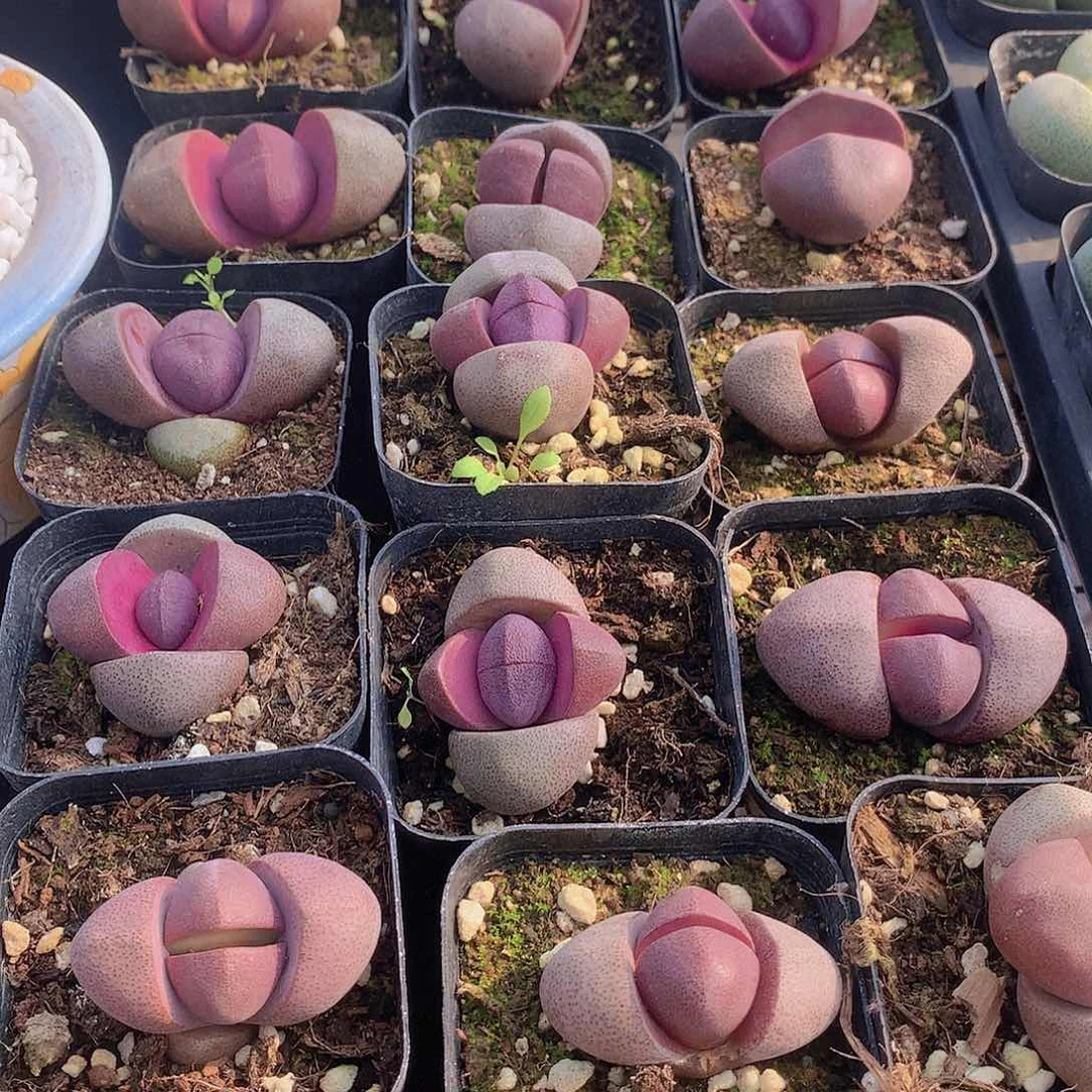 紫元宝235678999900000