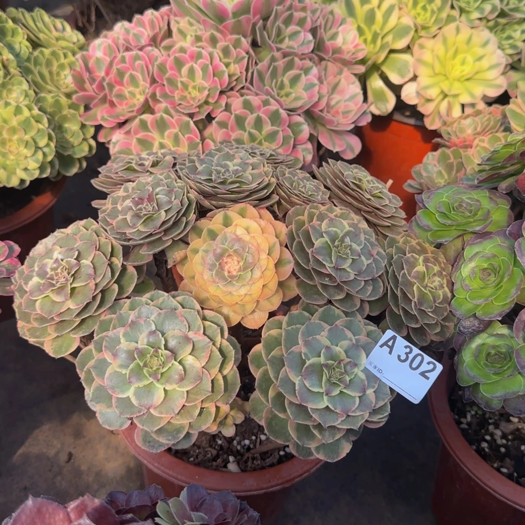302。    粉花妖。
