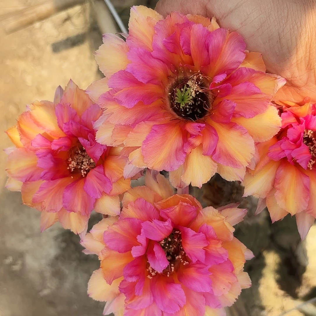 桃花眼无根侧牙四公分左右