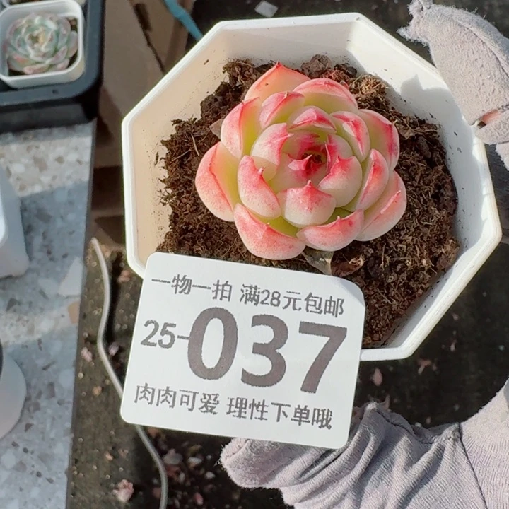 勾魂仙子无盆土发货无盆土