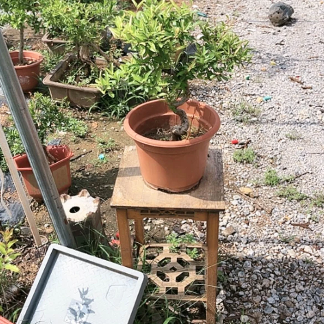 【闪购商品】无花朵