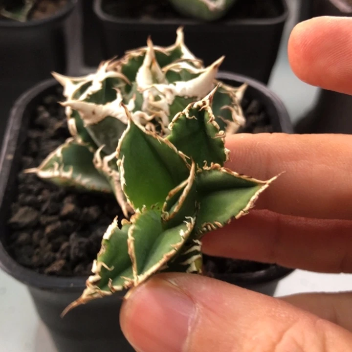 白豪刺仁王冠龙舌兰