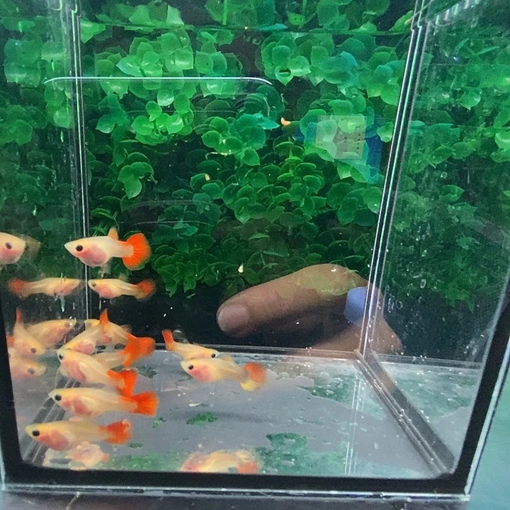 孔雀鱼琉璃玻璃猫10条