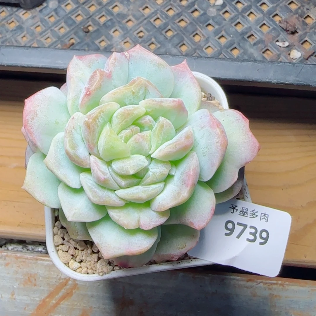 梦幻泡影双心石化，9739多肉植物
