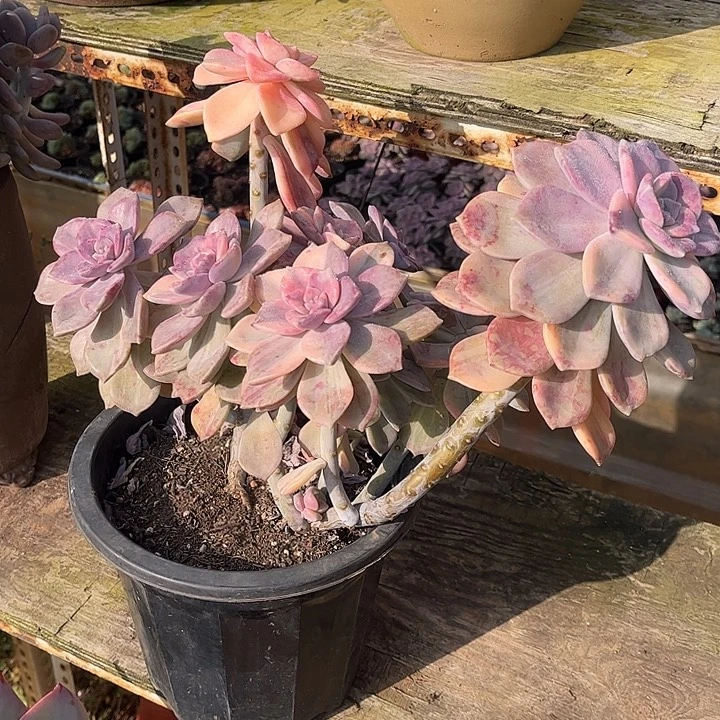 紫乐锦大群，一物一拍