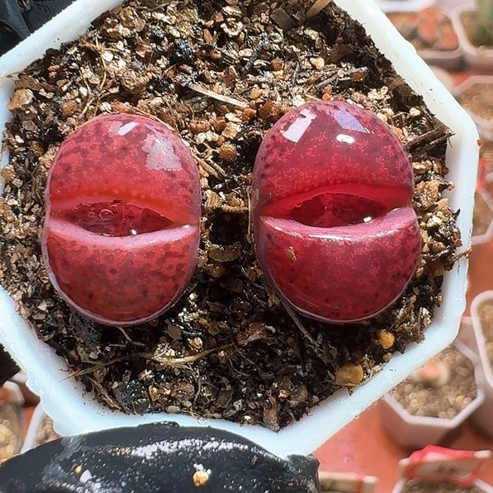 生石花233:：。  238