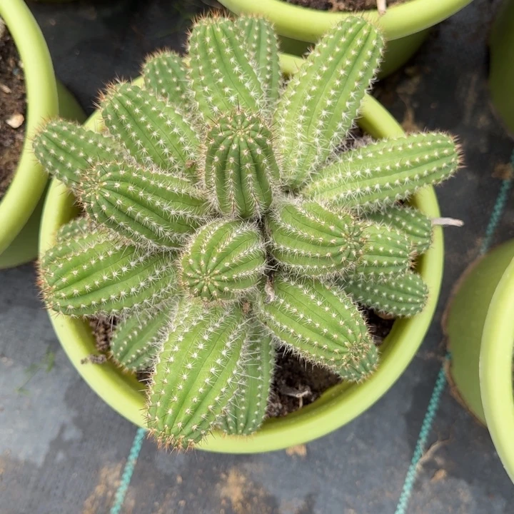 h***a白檀仙人掌群生一群41