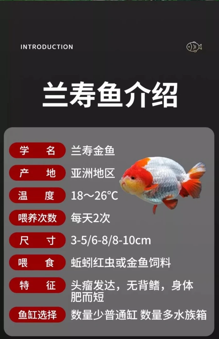 兰寿金鱼泰狮鹤顶红锦鲤观赏鱼直播链接