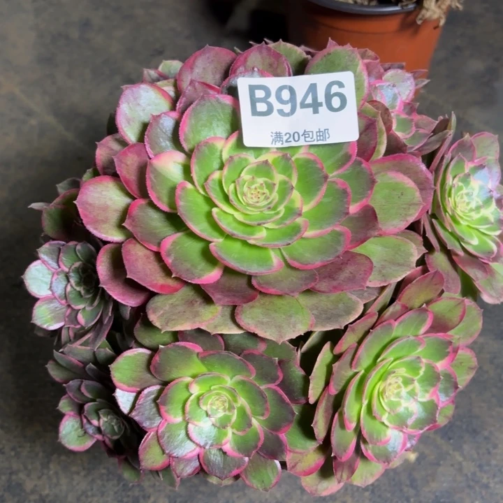 瑞妈多肉植物，946.粉花妖