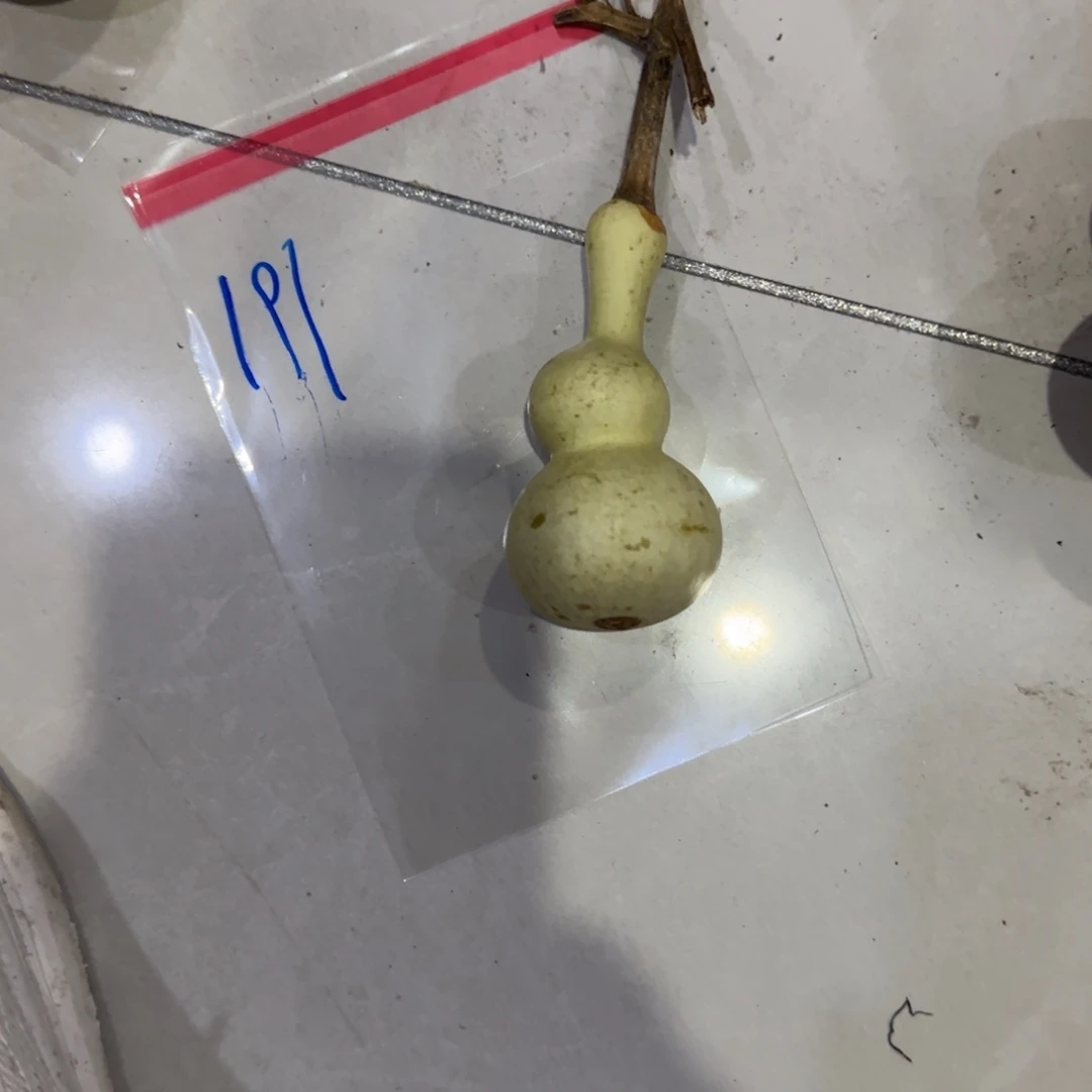 野***奇青皮不包成青皮不包成