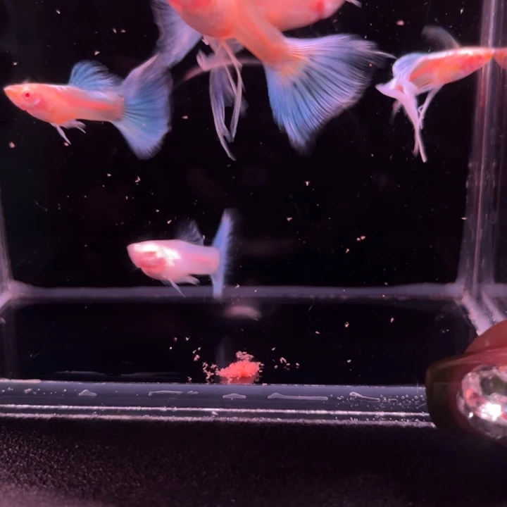孔雀鱼蓝白大C2对