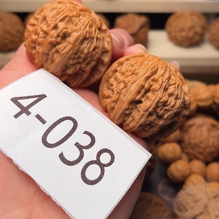 核桃43白狮子4038