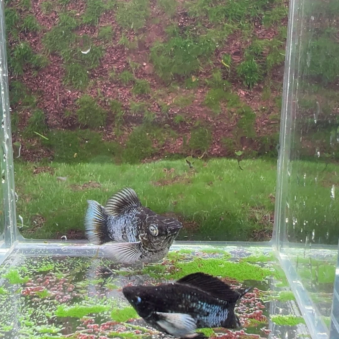 黑玛丽鱼电镀亚成一对