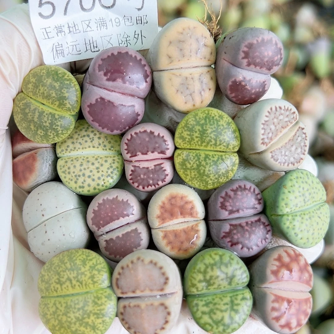 5706 好养易活生石花大母本18个