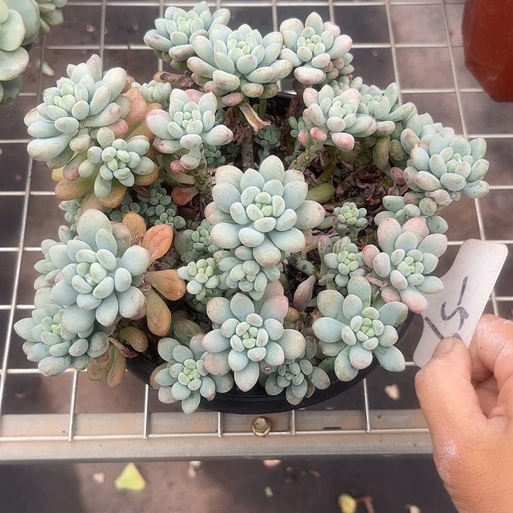 两单包邮，我开播啦，鱼子酱59