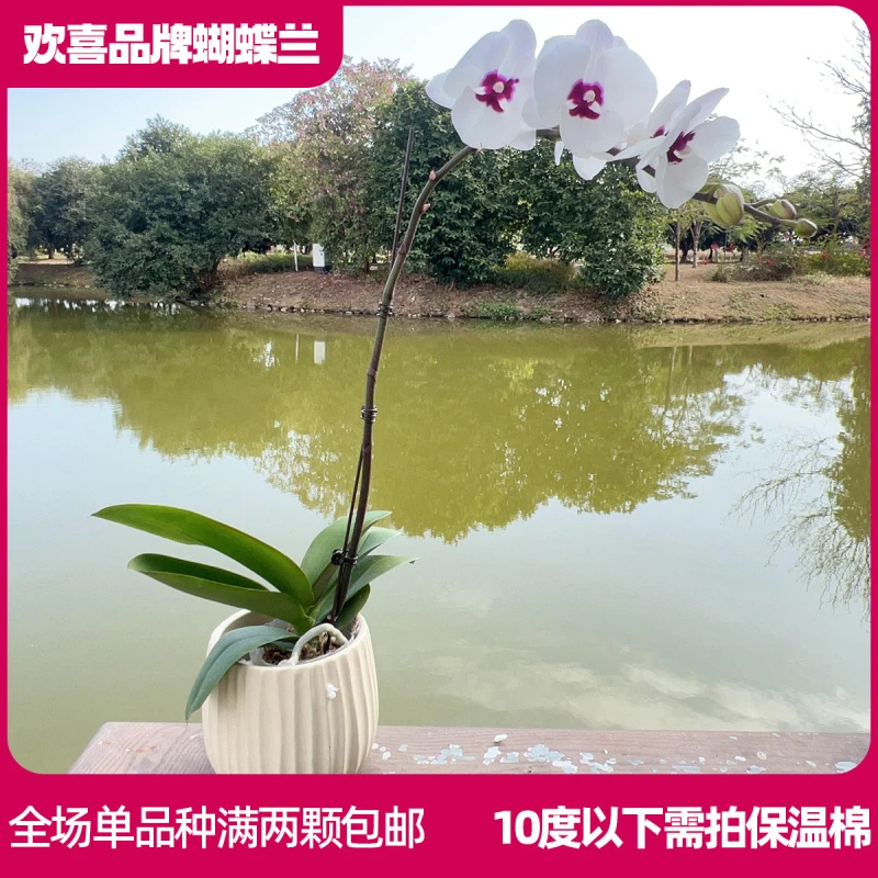 【茶花女】精品蝴蝶兰鲜花绿植室内花盆景