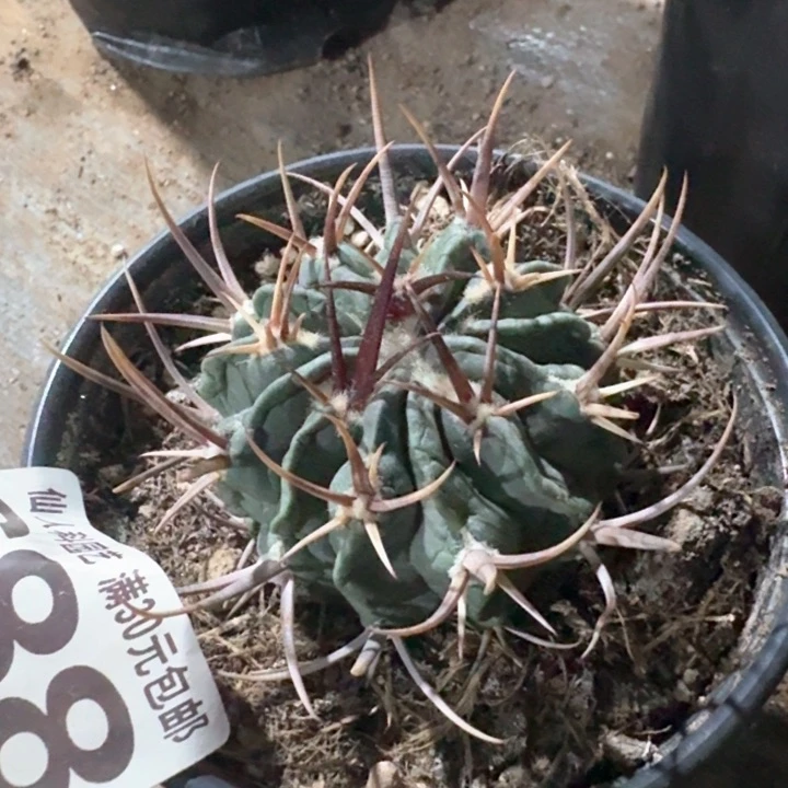 688自根龙剑仙人球