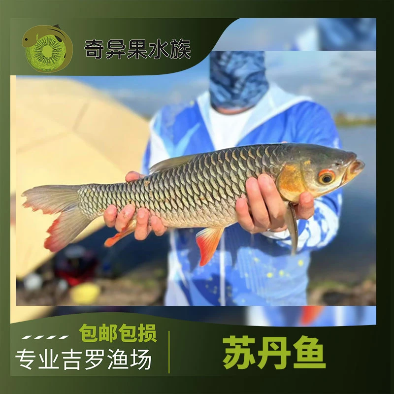 马来西亚苏丹鱼冷水溪流鱼马来西亚 特色本土鱼可混养观赏鱼