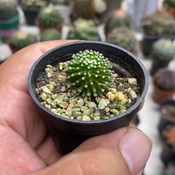 松针牡丹特价福利