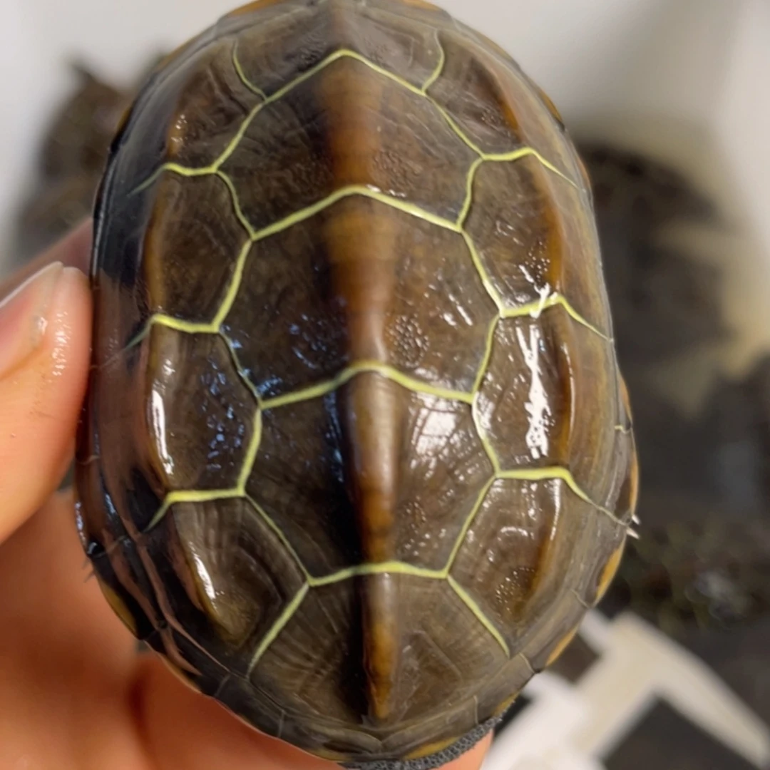 苏北金线冷水草龟