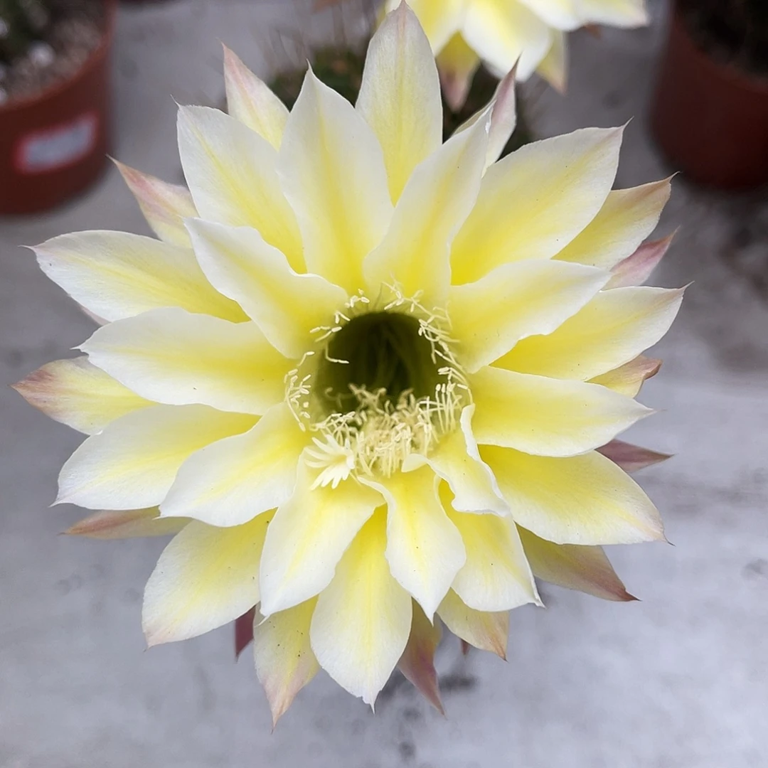 彩草黄白柱子有一点点干皮