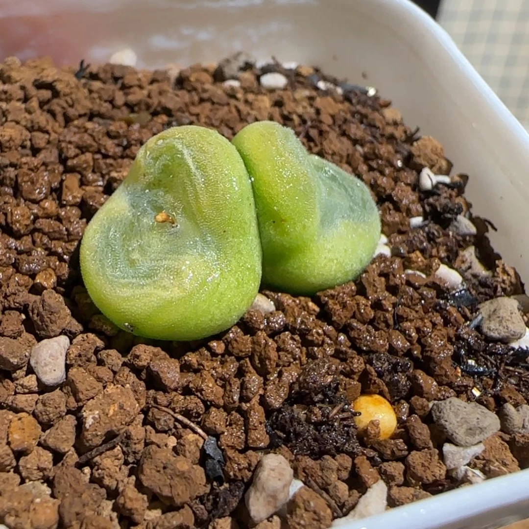 肉锥多肉植物组合-水晶鞋1297