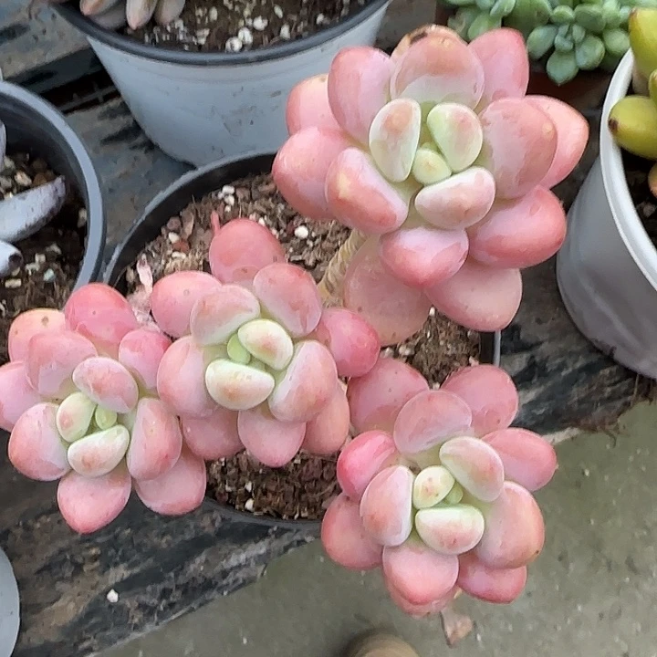 青蛙王子儿童牙膏11