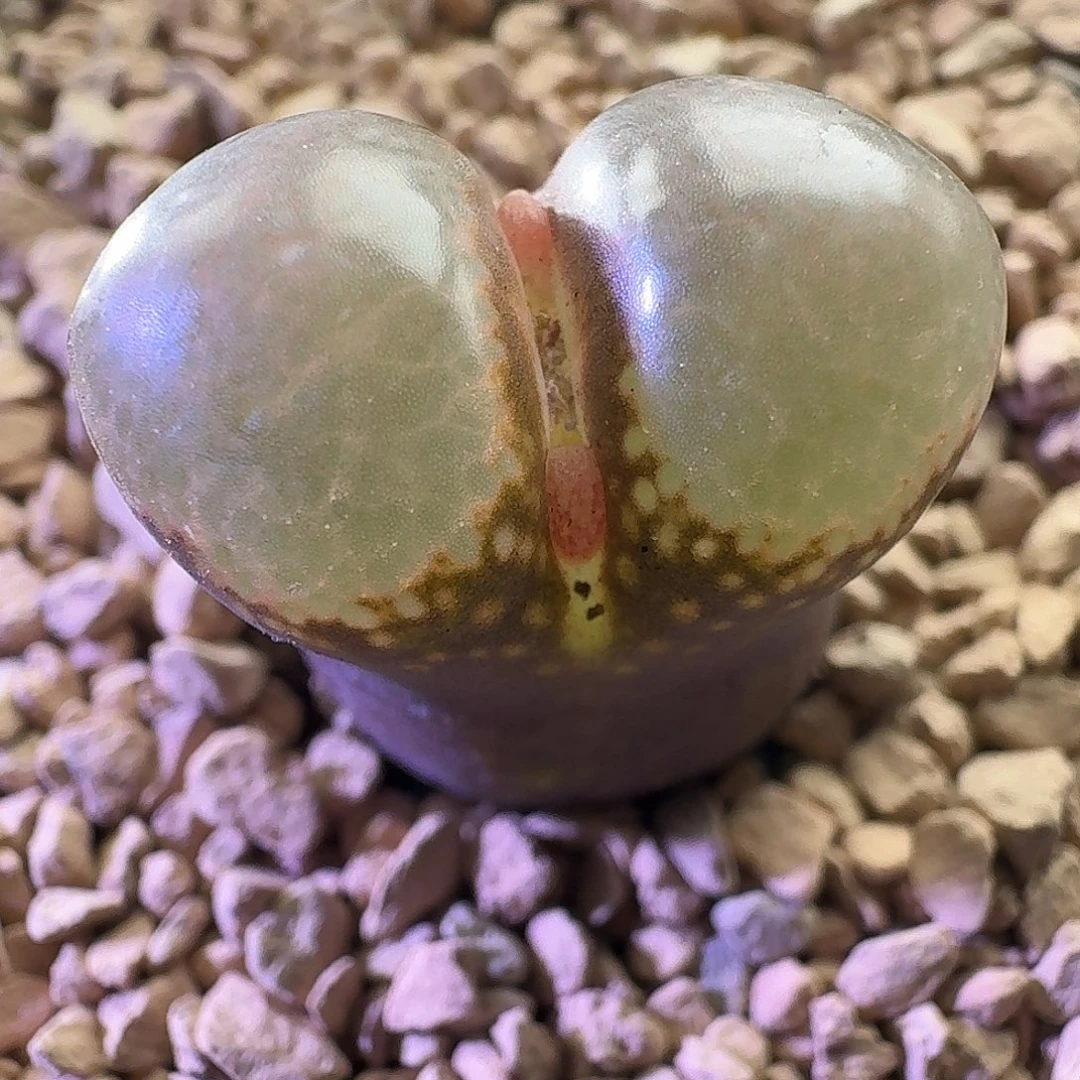 1810.1黑眼豆豆 2620