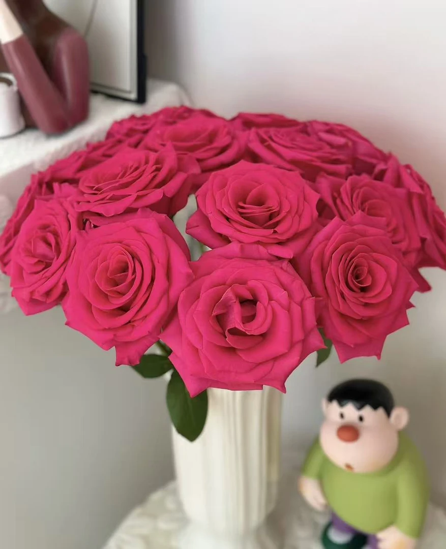 【弗洛伊德玫瑰】云南基地直发，同一地址两单送配草，三单送园艺剪刀