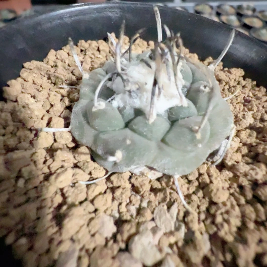 无花朵林*参实生东云脱土