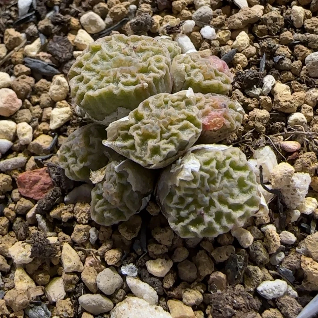 8.1。。超烧。。。2013