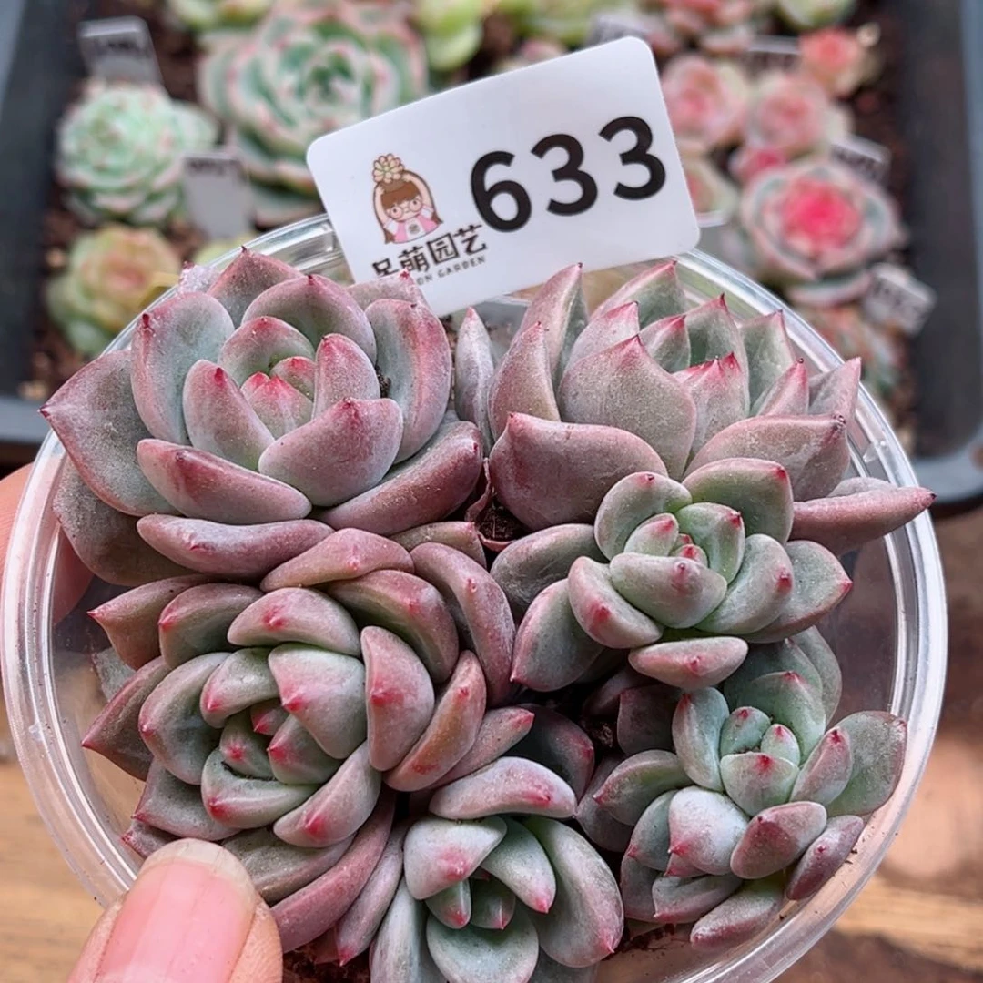 多肉植物多肉植物