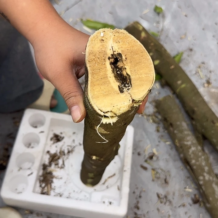 沉香沉香枕棋楠沉香