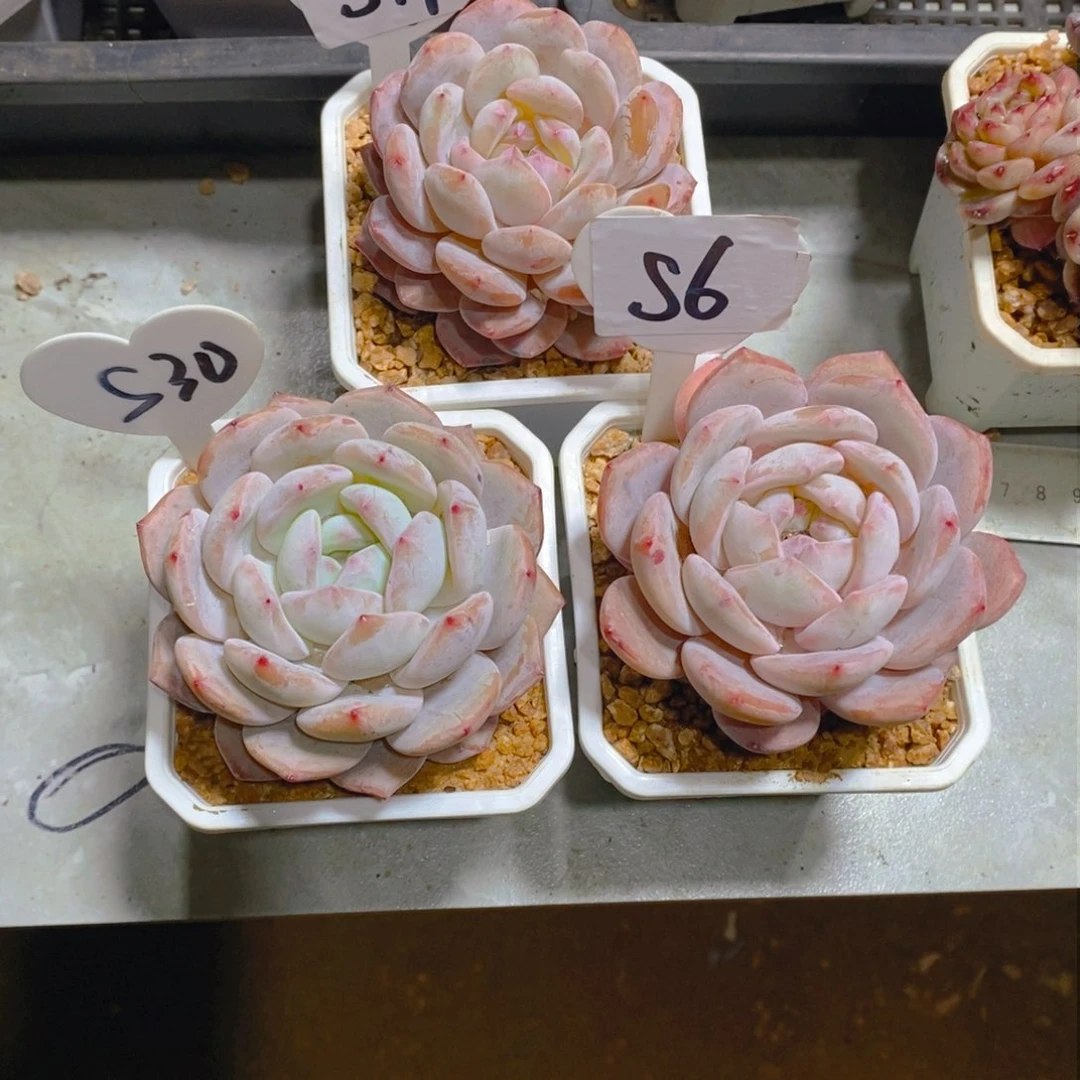 卓*王雪天使单头3颗