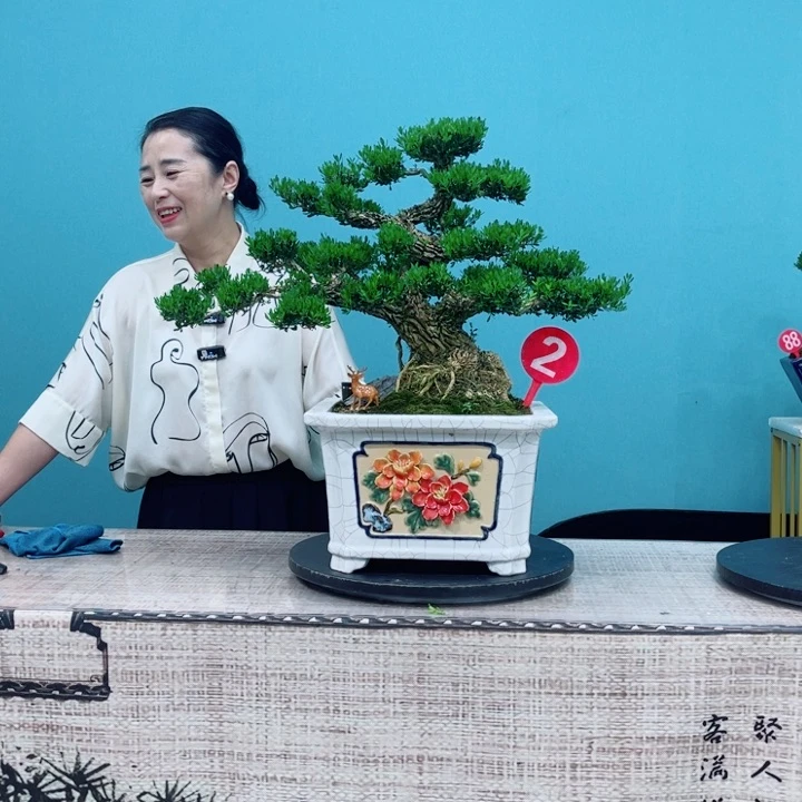 无花朵z***乐广东皱皮雀舌黄杨盆景