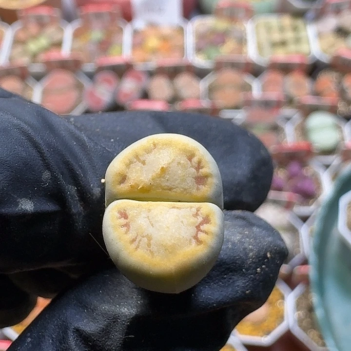 小****生石花3:：。在。 29号