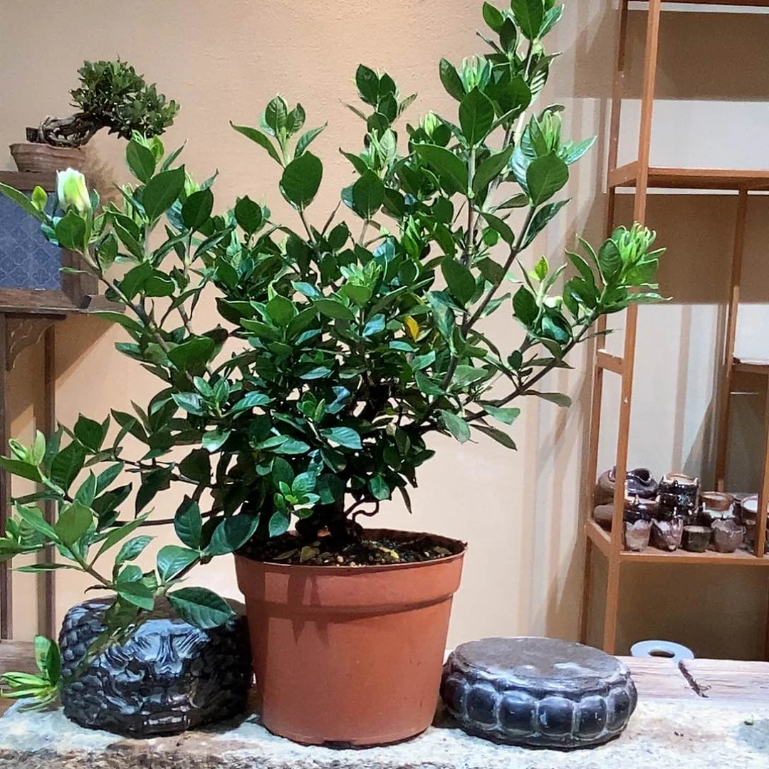 无花朵如**瑜栀子花